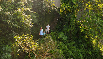 Traverse Maya's Forest Trail