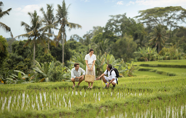 Rice Paddy Field