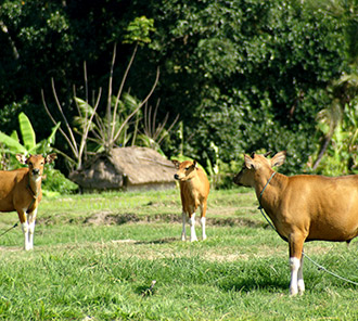 Balinese Cows